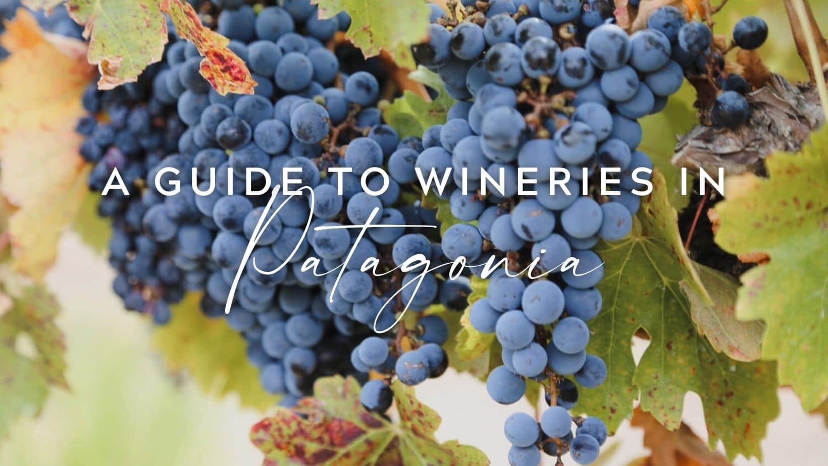 The Best Wineries in Patagonia