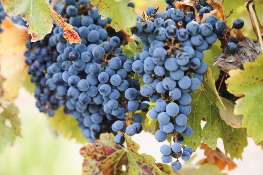 One big bunch of purple grapes hangs from a vine