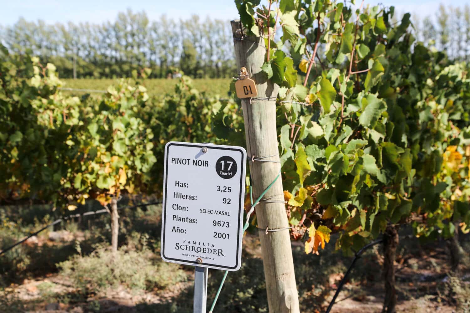 The Best Wineries in Patagonia