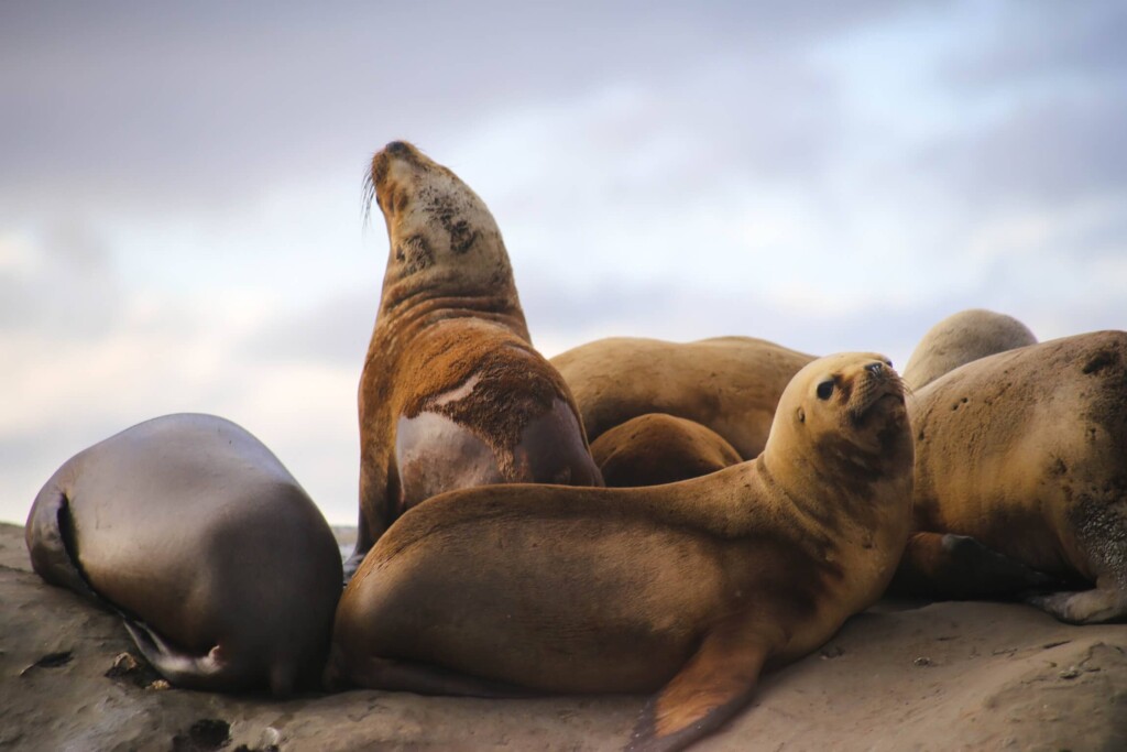 Sea lions on a rock