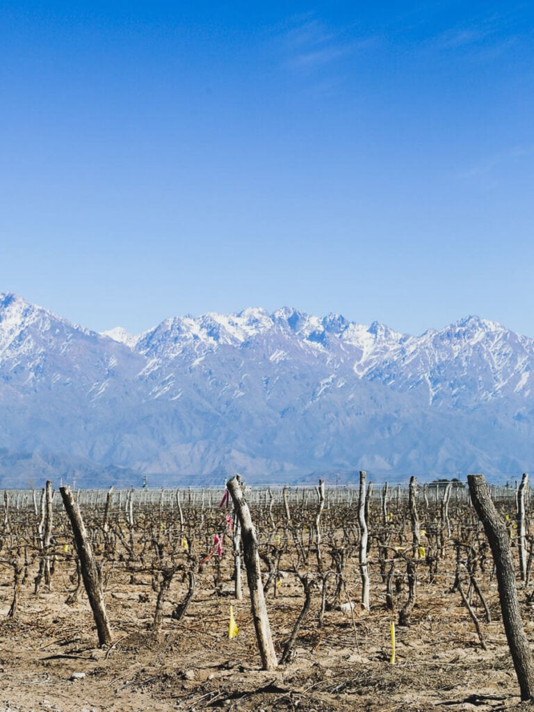 Dried vines in a vineyard in winter in front of a mountain range