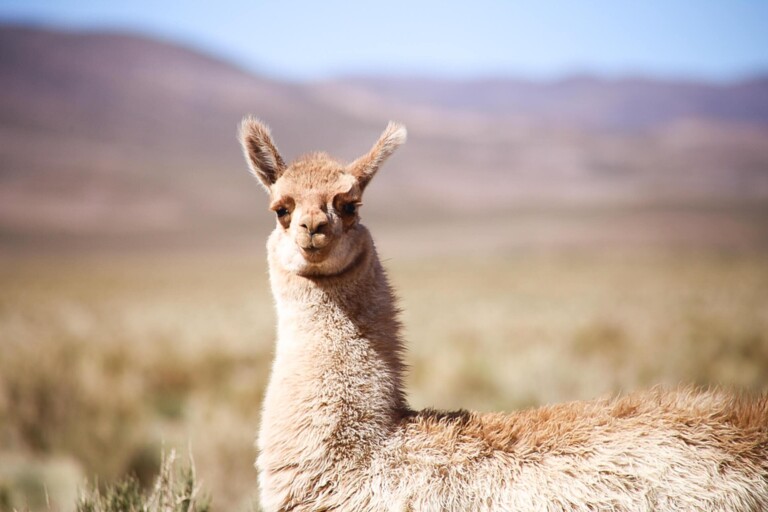 A beige llama looks directly at the camera