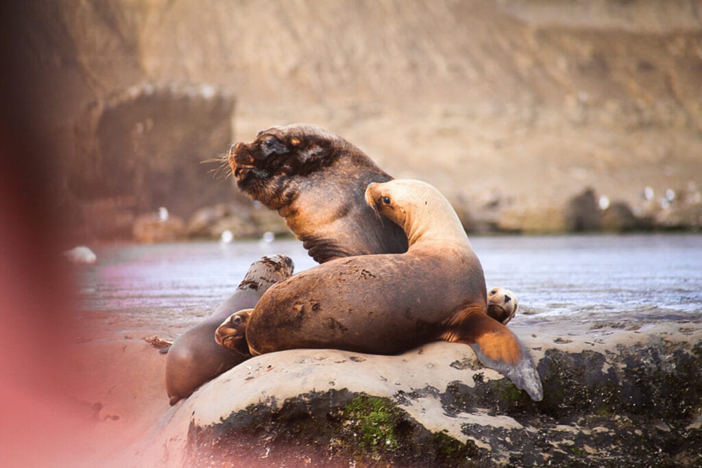 Three sea lions on a rock in the middle of the water