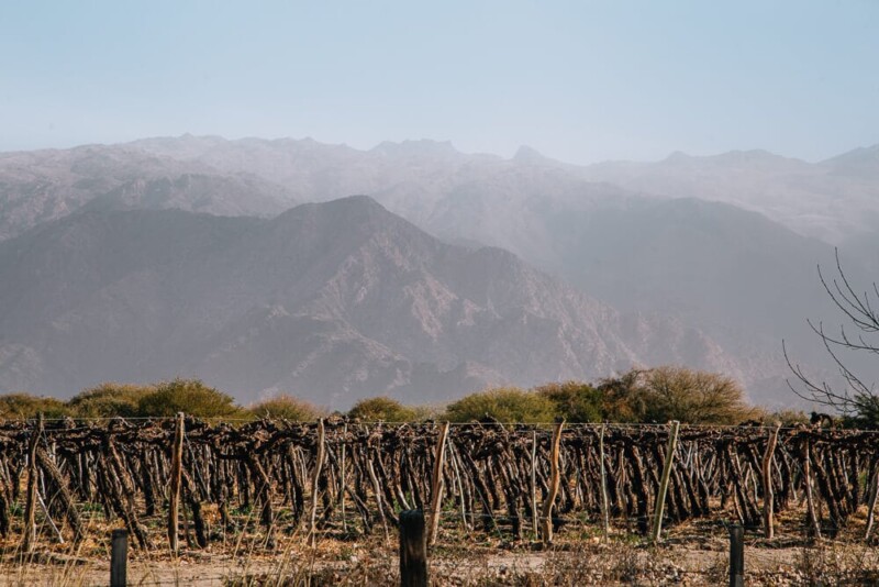 A vineyard in front of the red mountains