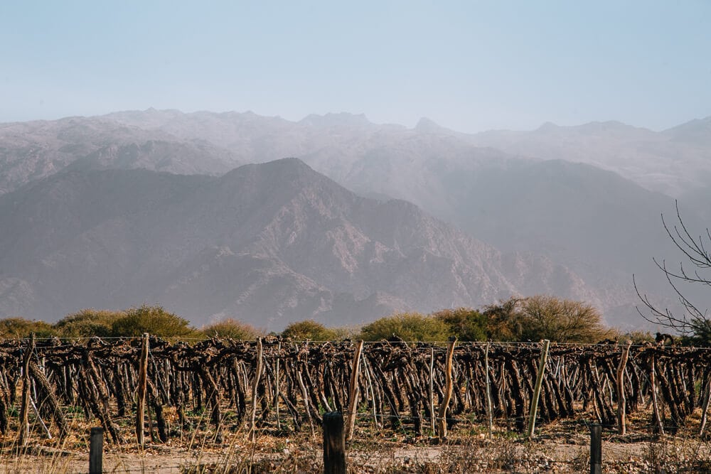 A vineyard in front of the red mountains