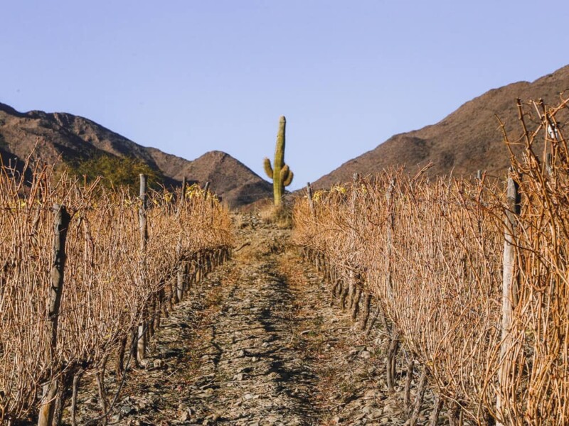 A cactus stands tall behind to rows of vines in a winery in Cachi