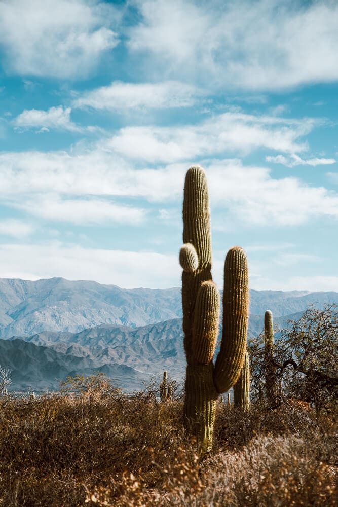 A cardon cactus in the desert by mountains
