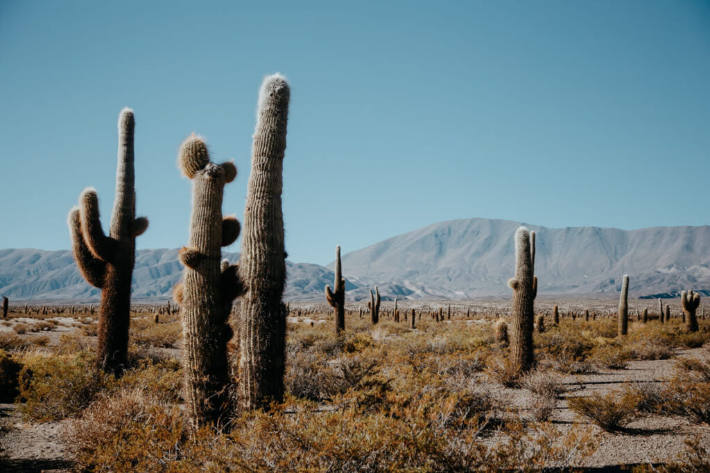 Cactus growing in the desert