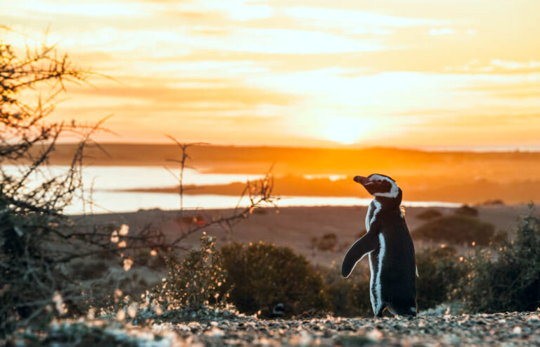 A penguin stands on a rocky beach at sunrise