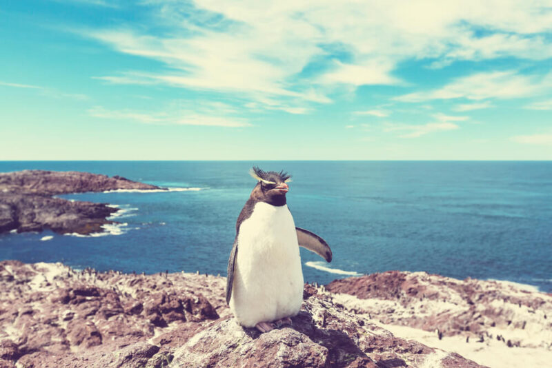 Where to See Penguins in Argentina: 6 Destinations in Patagonia