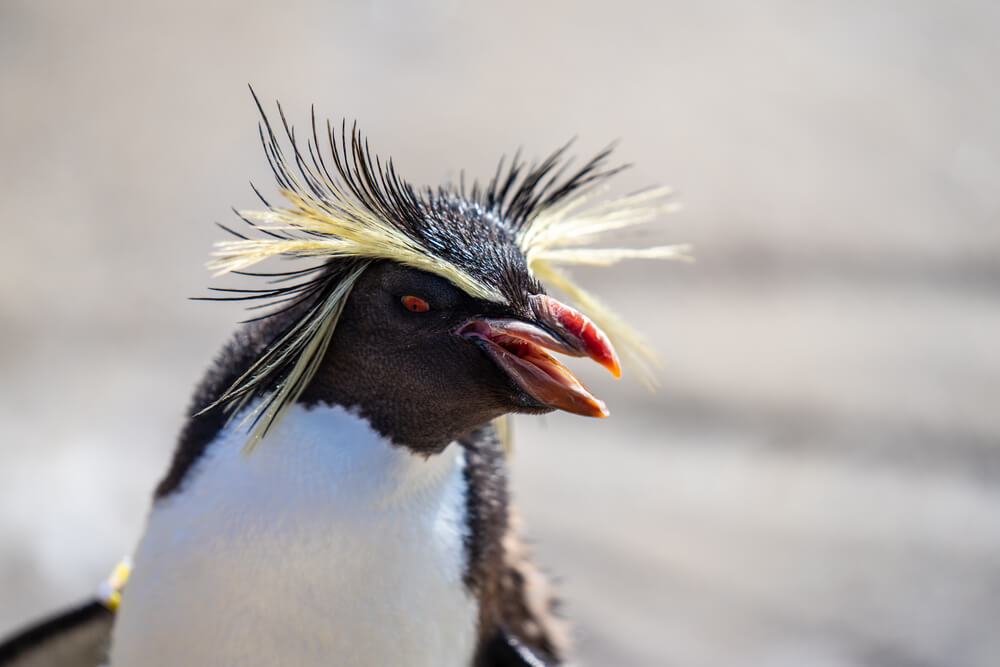 A close up photo of a rockhopper penguin with his red eyes and long yellow brows