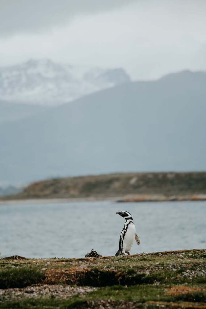 A penguin on the edge of an island in front of a bay