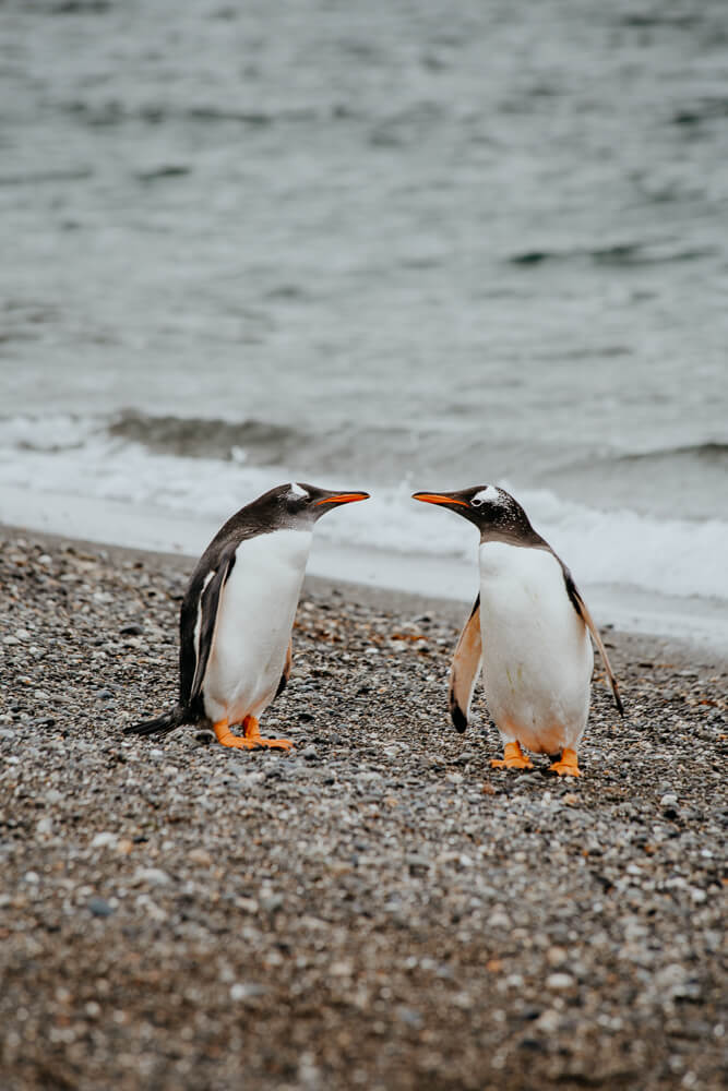 Two gentoo penguins look at each other on a rocky beach