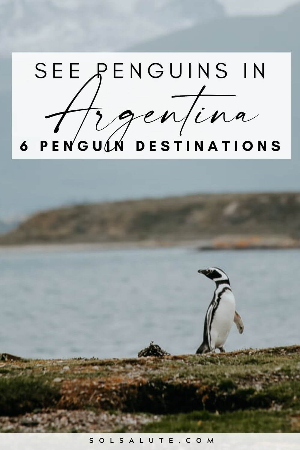 Where to See Penguins in Argentina 6 Destinations in Patagonia