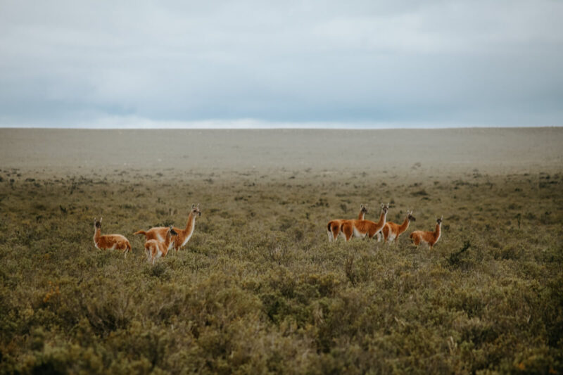 A herd of guanaco in the Patagonian steppe