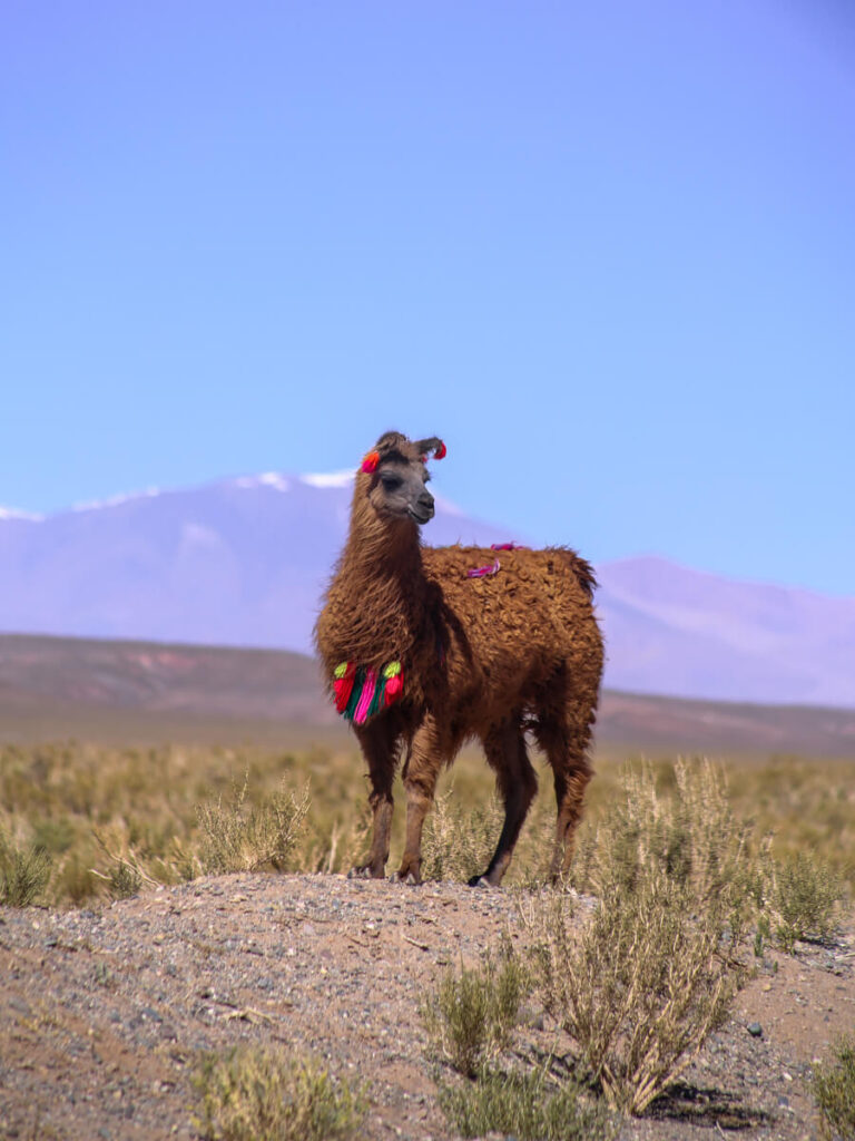 Where to see Llamas in Argentina (Plus Other Related Cute Camelids