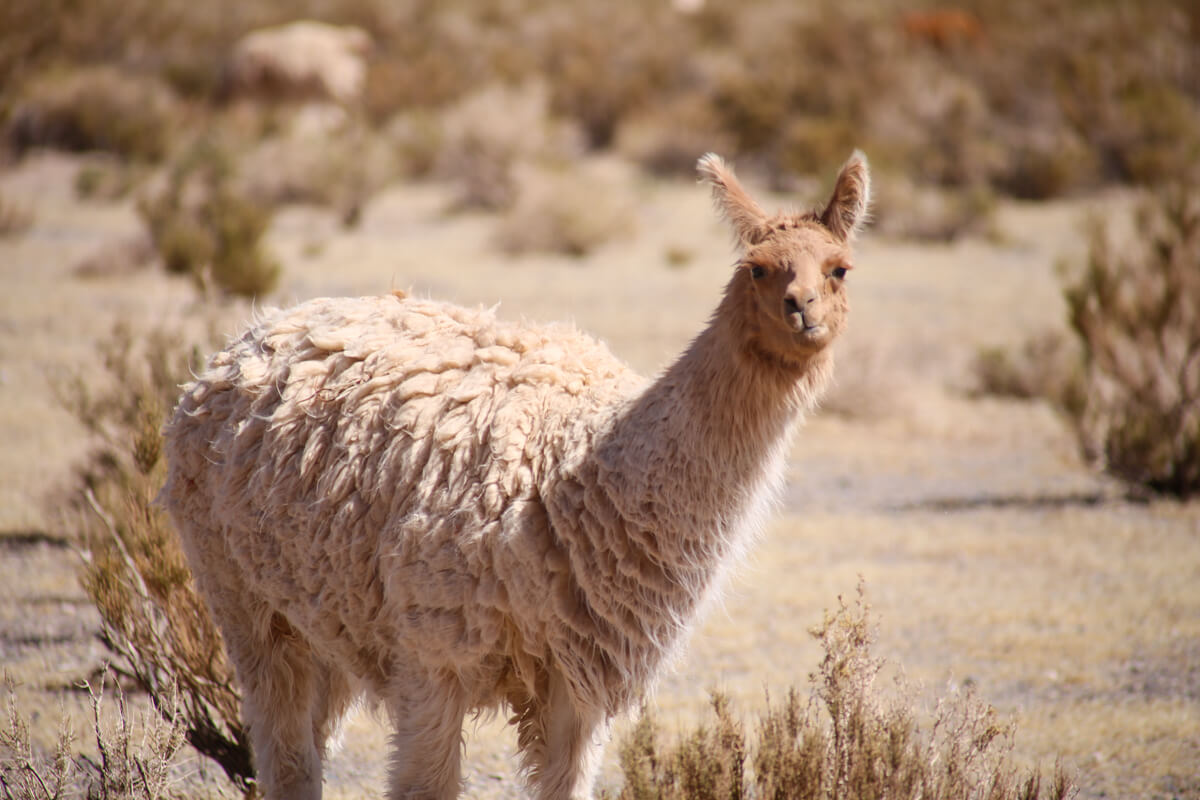 Where to see Llamas in Argentina (Plus Other Related Cute Camelids