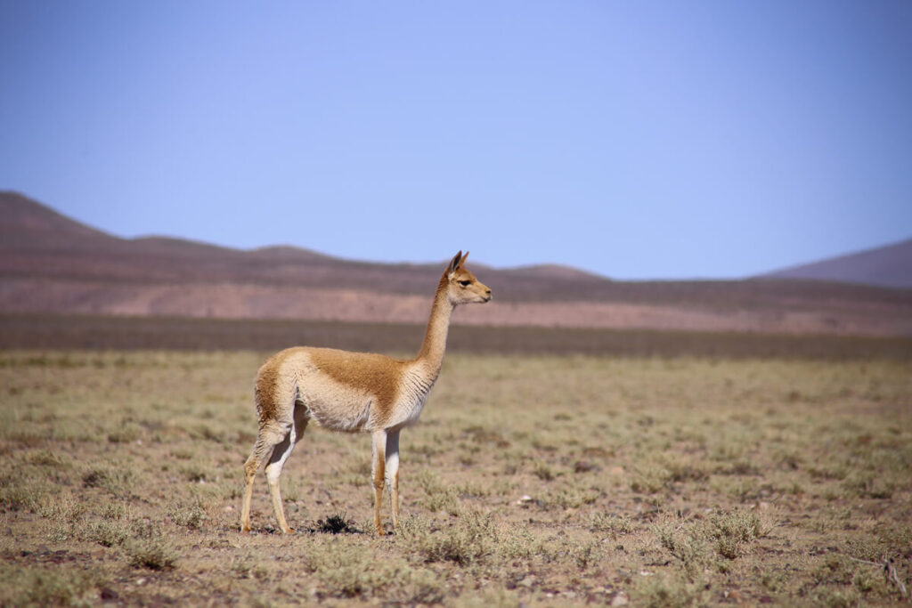 Where to see Llamas in Argentina (Plus Other Related Cute Camelids ...