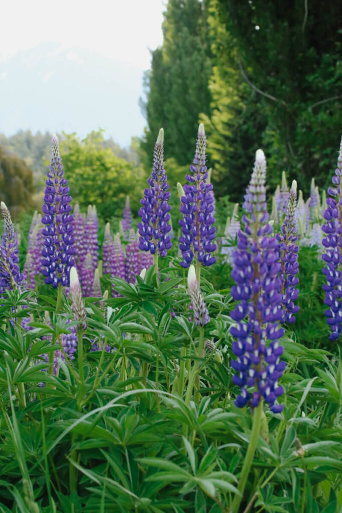 Purple and pink lupin flowers in Patagonia