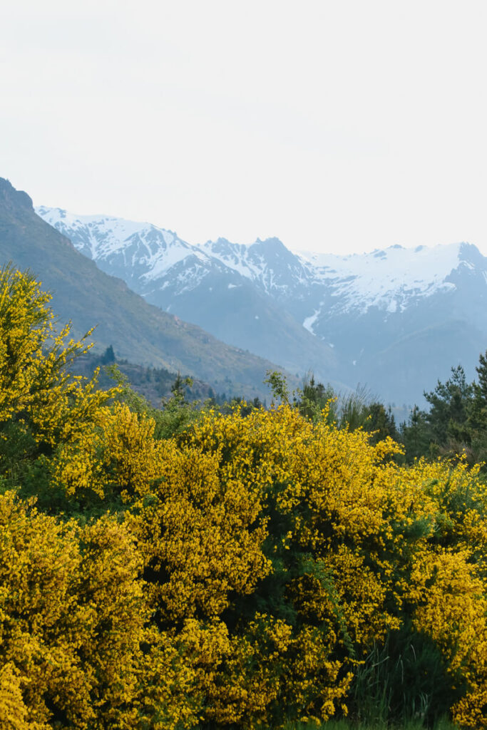 Yellow retama flowers in Epuyen outside El Bolson with the mountains in the background