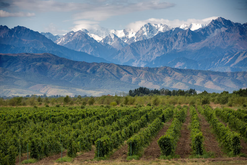 Mendoza, Wine Region, Andes Mountains, Malbec