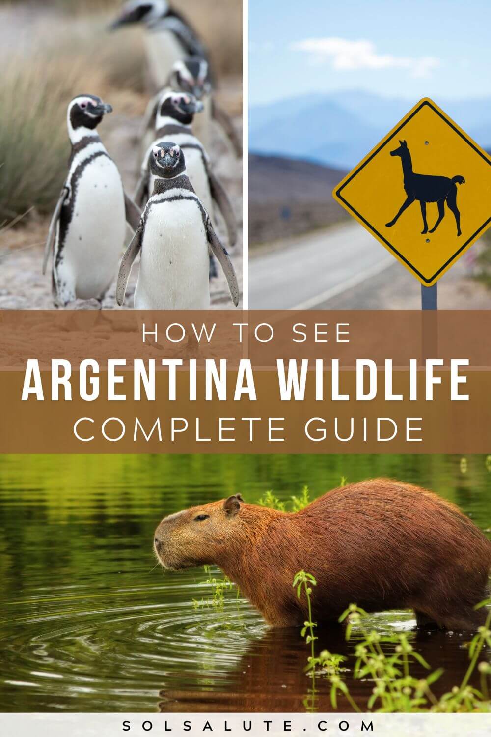 The 6 Best Places To See Wildlife In Argentina the-6-best-places-to-see-wildlife-in-argentina