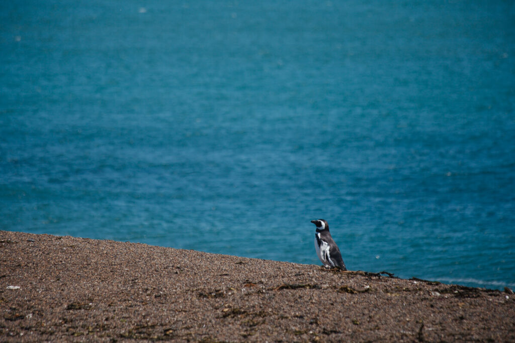 A lone penguin walks on the beach in front of the bright blue sea on Peninsula Valdes